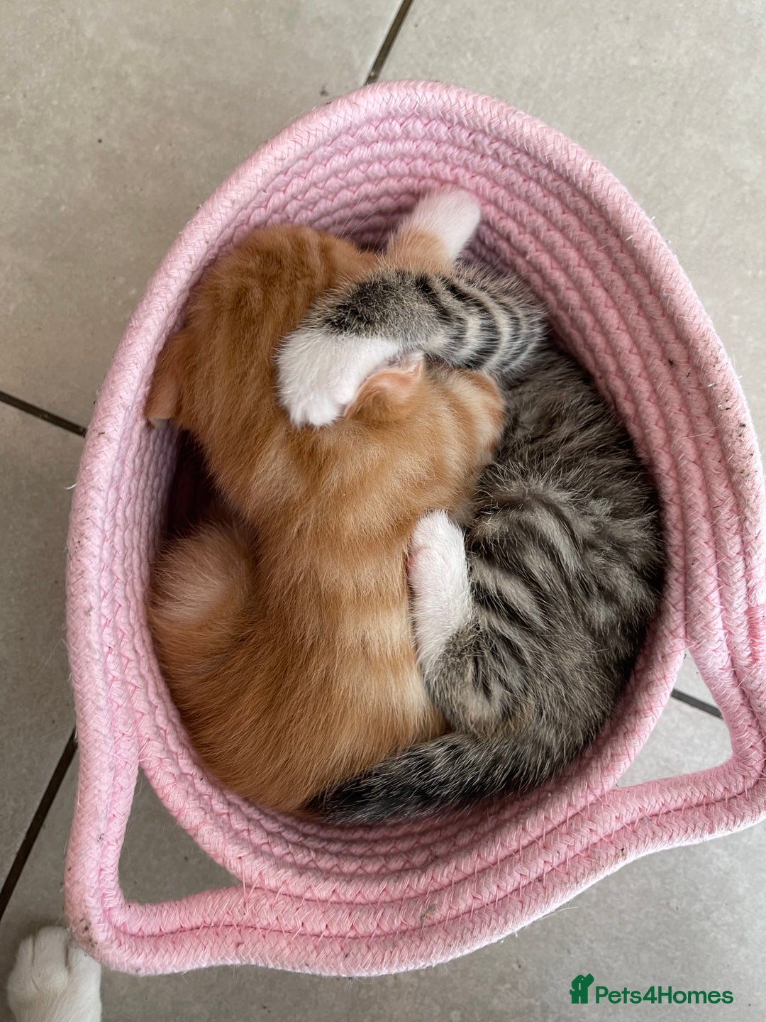 Mixed Breed cats for sale: ADOPT NOW! SWEET BLACK TUXEDO MALE TABBY LEFT - Image 4