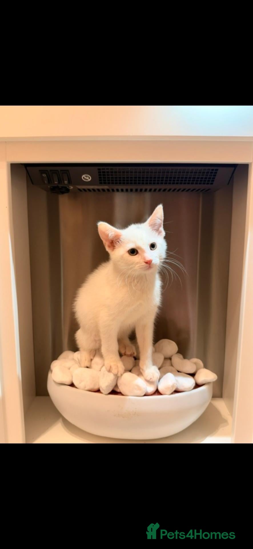 Turkish Angora cats ✨️🌸Stunning Turkish Angora Females✨️🌸 - Advert 19