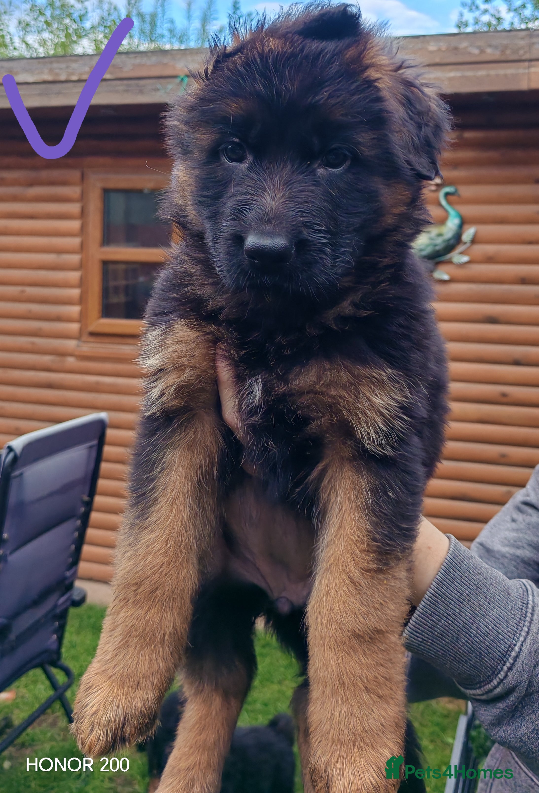 German Shepherd dogs Long-Coated German Shepherd Puppies  - Advert 2