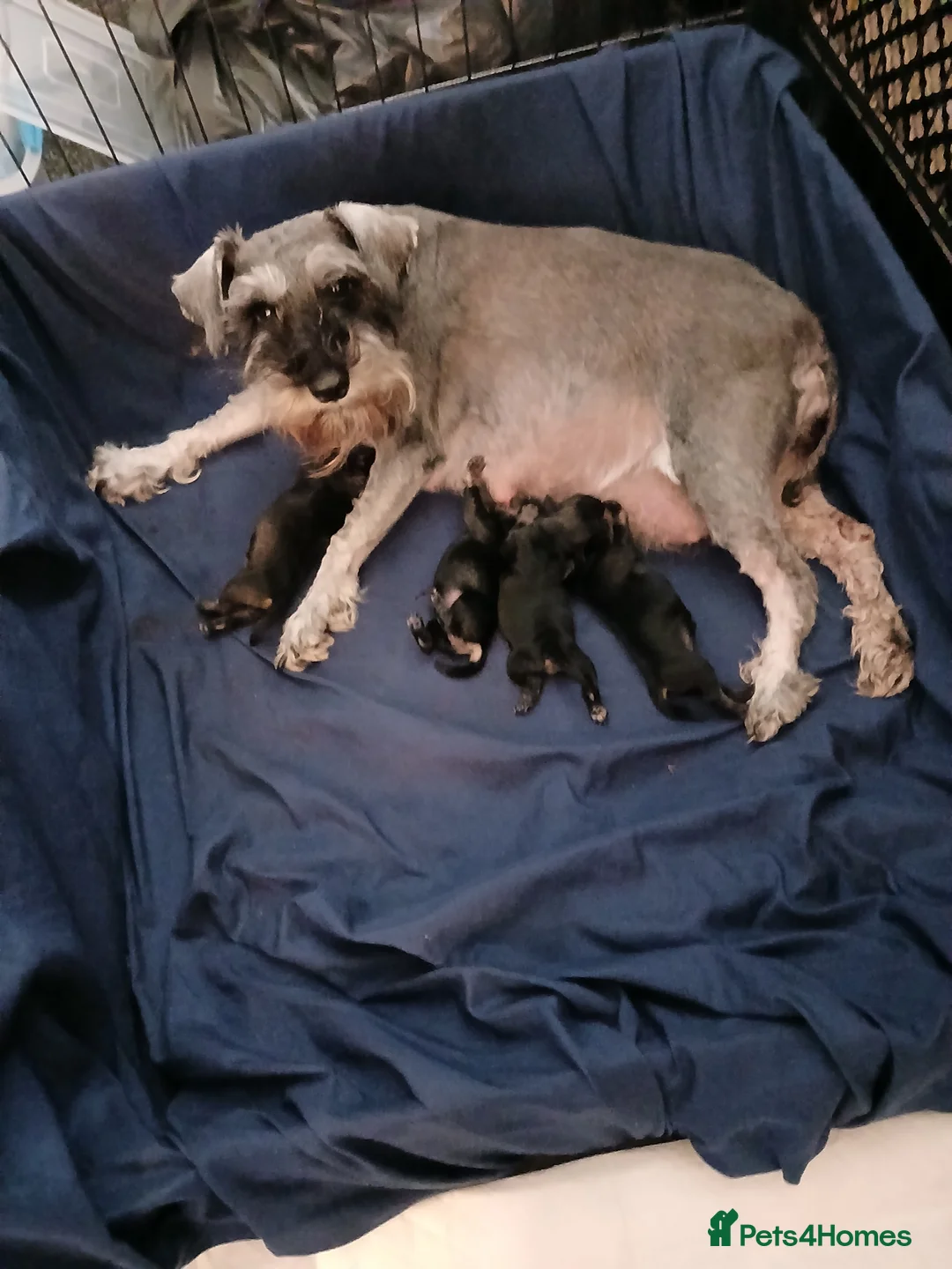 Miniature Schnauzer dogs for sale: Pepper & Salt Boy - Advert 1