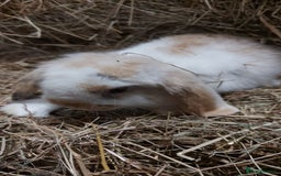 Mini Lion Lop rabbits for sale: Mini lion head lops - Image 1