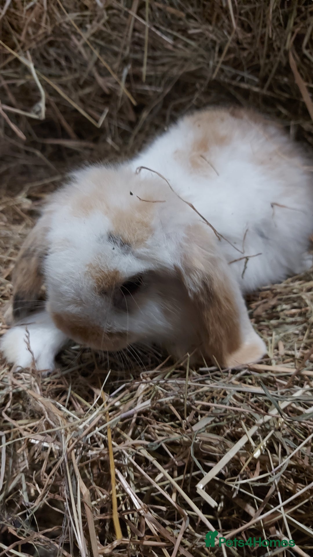 Mini Lion Lop rabbits for sale: Mini lion head lops - Image 1
