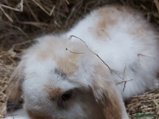 Mini Lion Lop rabbits - Advert 14