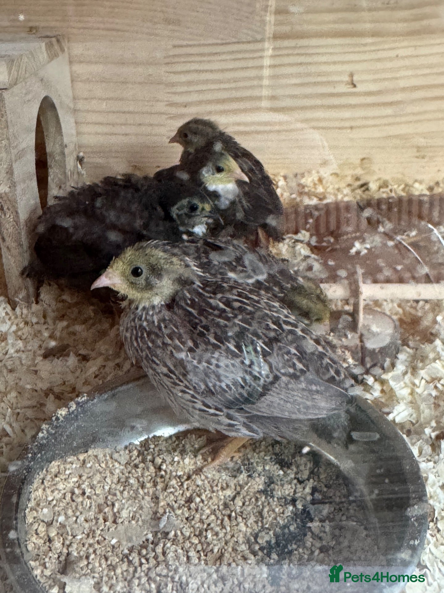 Quail poultry Button Quail  - Advert 2
