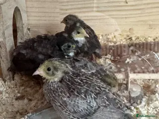 Quail poultry Button Quail - Advert 2