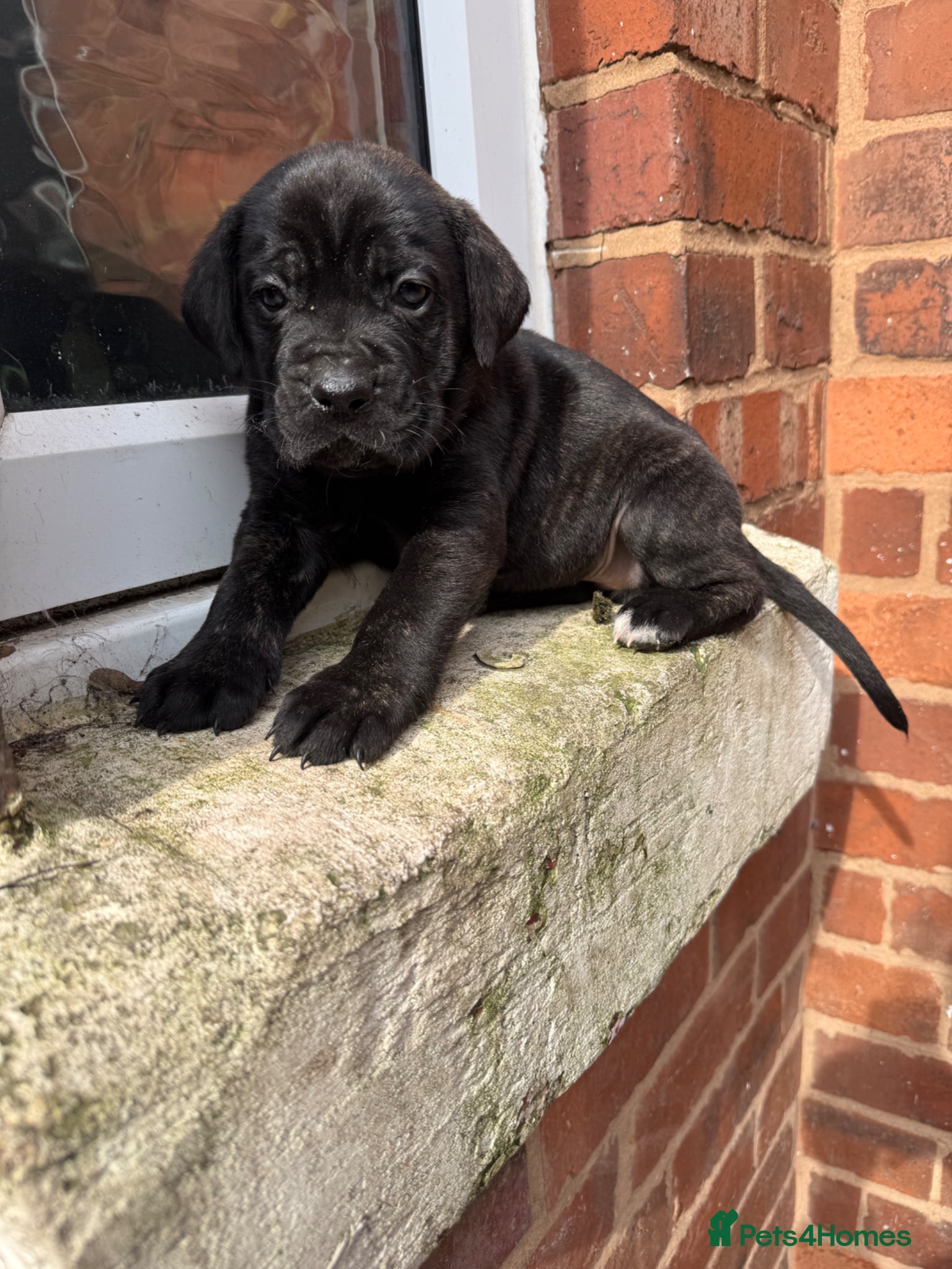 Presa Canario dogs Outstanding** Pure breed presa Canario pups!! - Advert 2