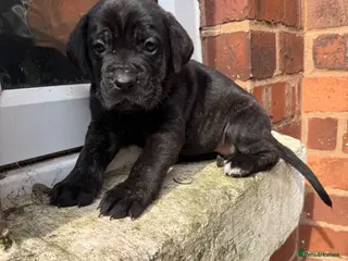 Presa Canario dogs Outstanding** Pure breed presa Canario pups!! - Advert 2