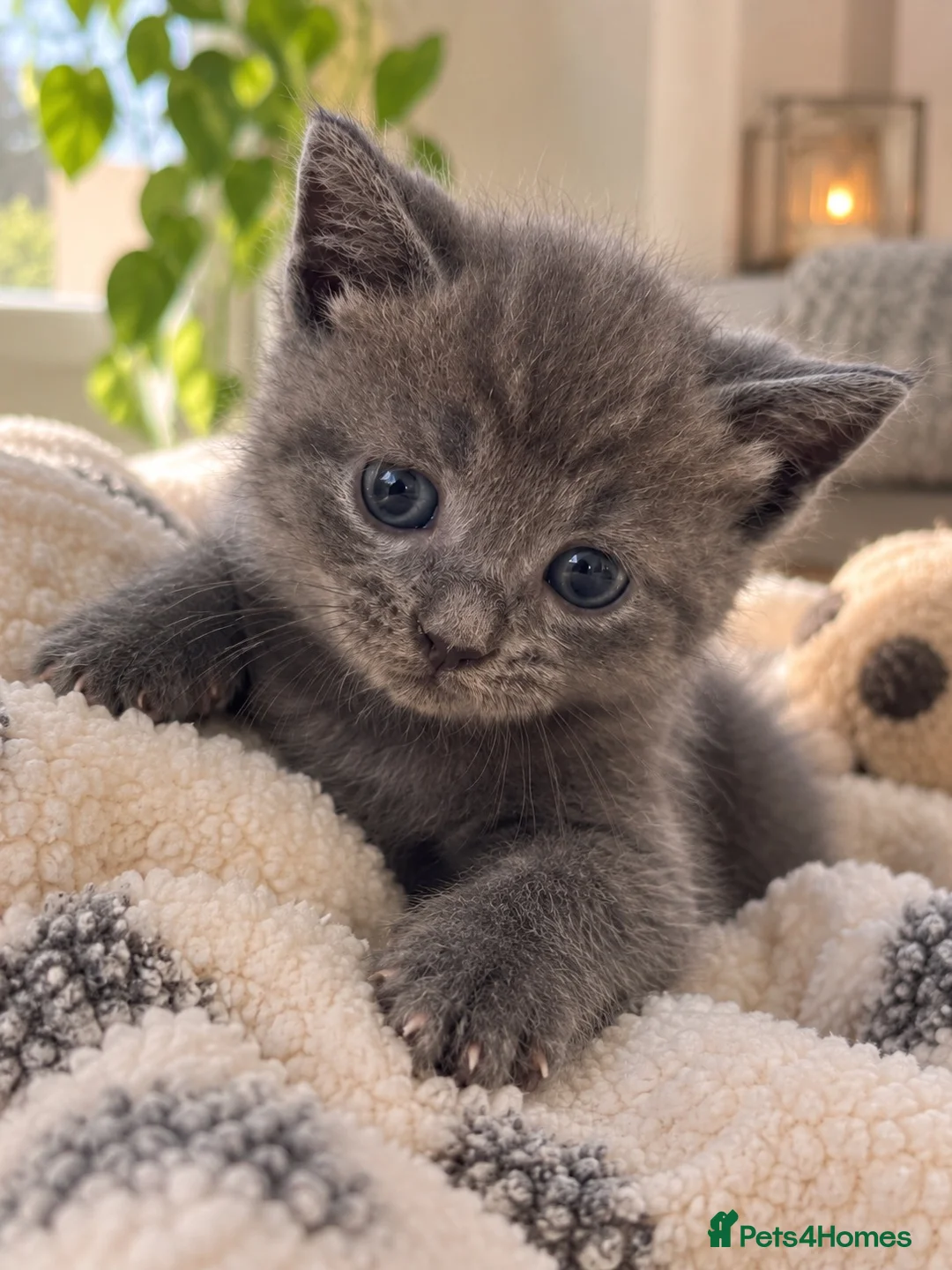 British Shorthair cats for sale: 💙 Two Beautiful  Bonded Brothers - BSH X Boys 💙 - Advert 2