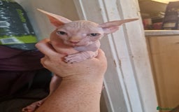 Sphynx cats for sale: 3 beautiful boys looking for forever families  - Image 2