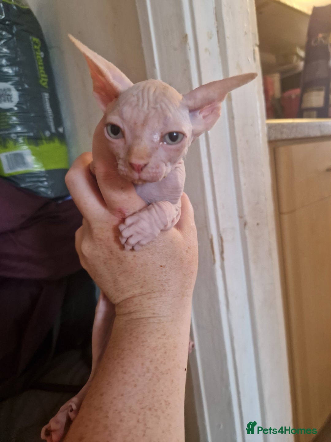 Sphynx cats for sale: 3 beautiful boys looking for forever families  - Image 2