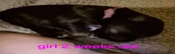 Morkie dogs for sale: Morkie puppies - Advert 7