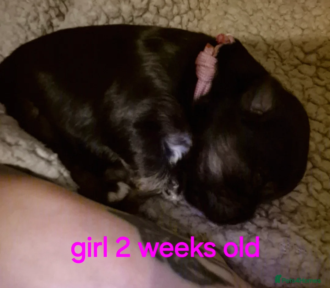 Morkie dogs for sale: Morkie puppies - Advert 7