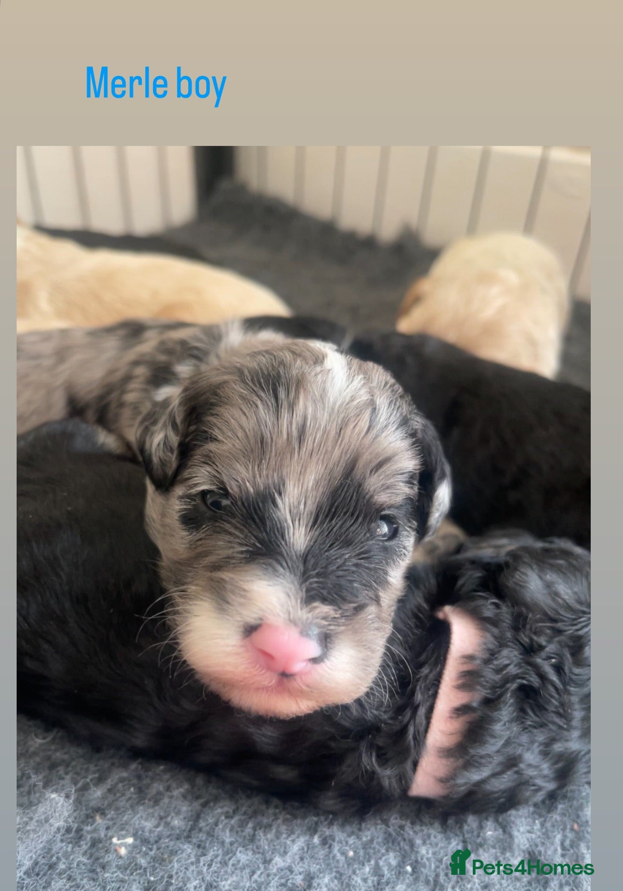 Mixed Breed dogs for sale: Beautiful Cavapoochon x cockapoo Puppies  - Advert 1
