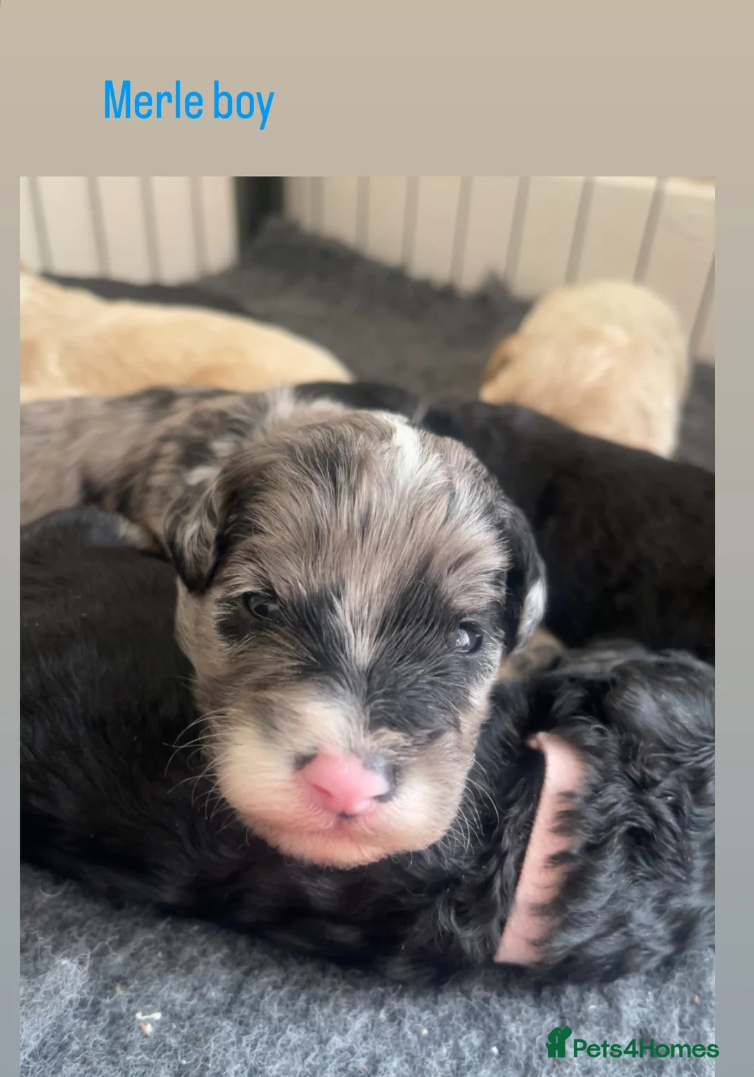 Mixed Breed dogs for sale: Beautiful Cavapoochon x cockapoo Puppies  - Advert 1