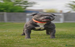 Staffordshire Bull Terrier dogs for sale: Outstanding KC blue gene carriers - Image 10