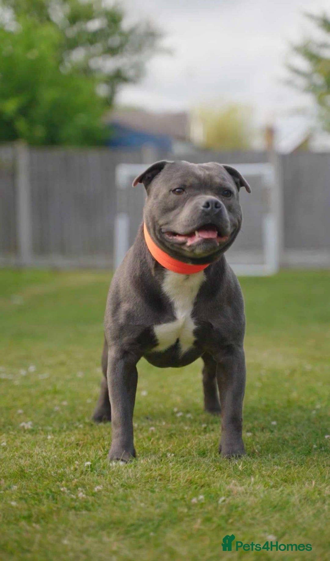 Staffordshire Bull Terrier dogs for sale: Outstanding KC blue gene carriers - Image 10