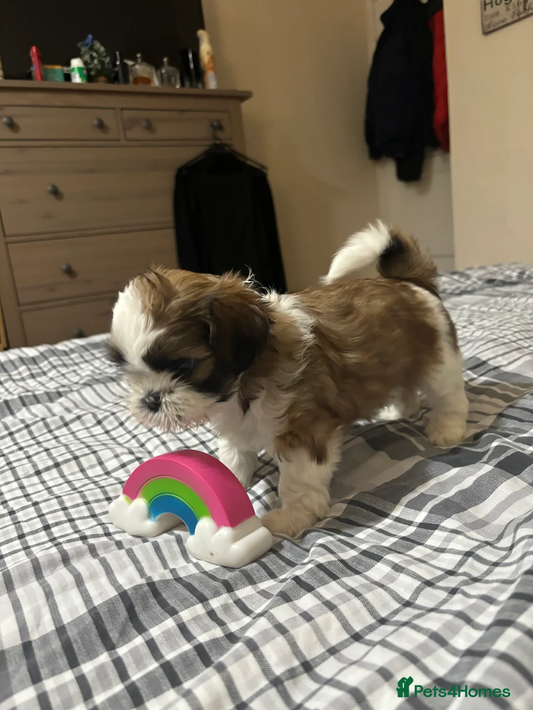 Shih Tzu dogs for sale: Shih Tzu puppies - Advert 19