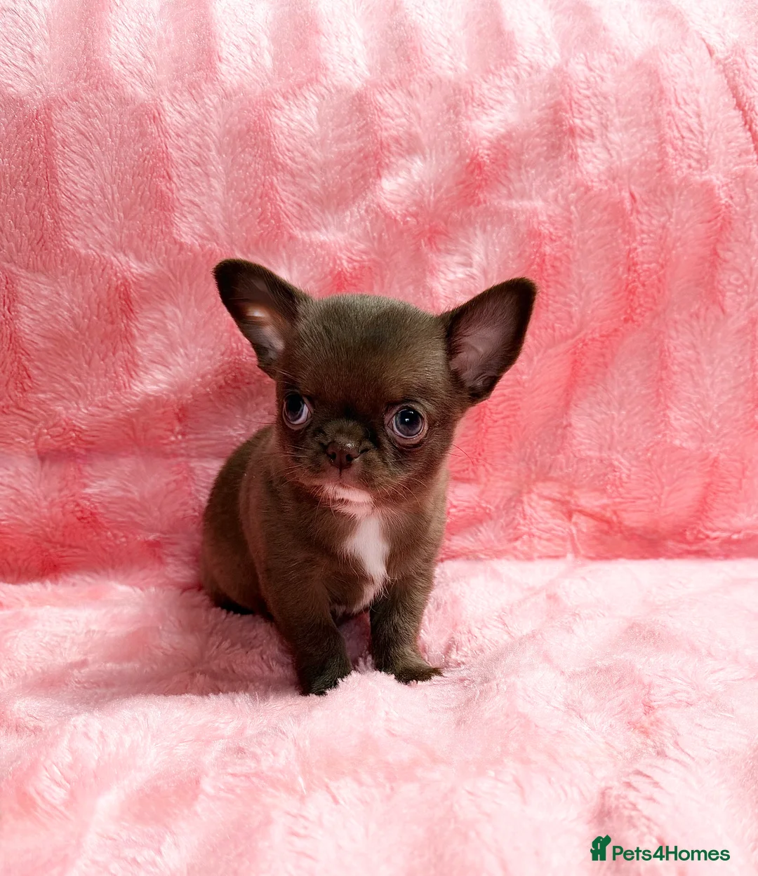 Chihuahua dogs for sale: Chihuahua girls  - Advert 6