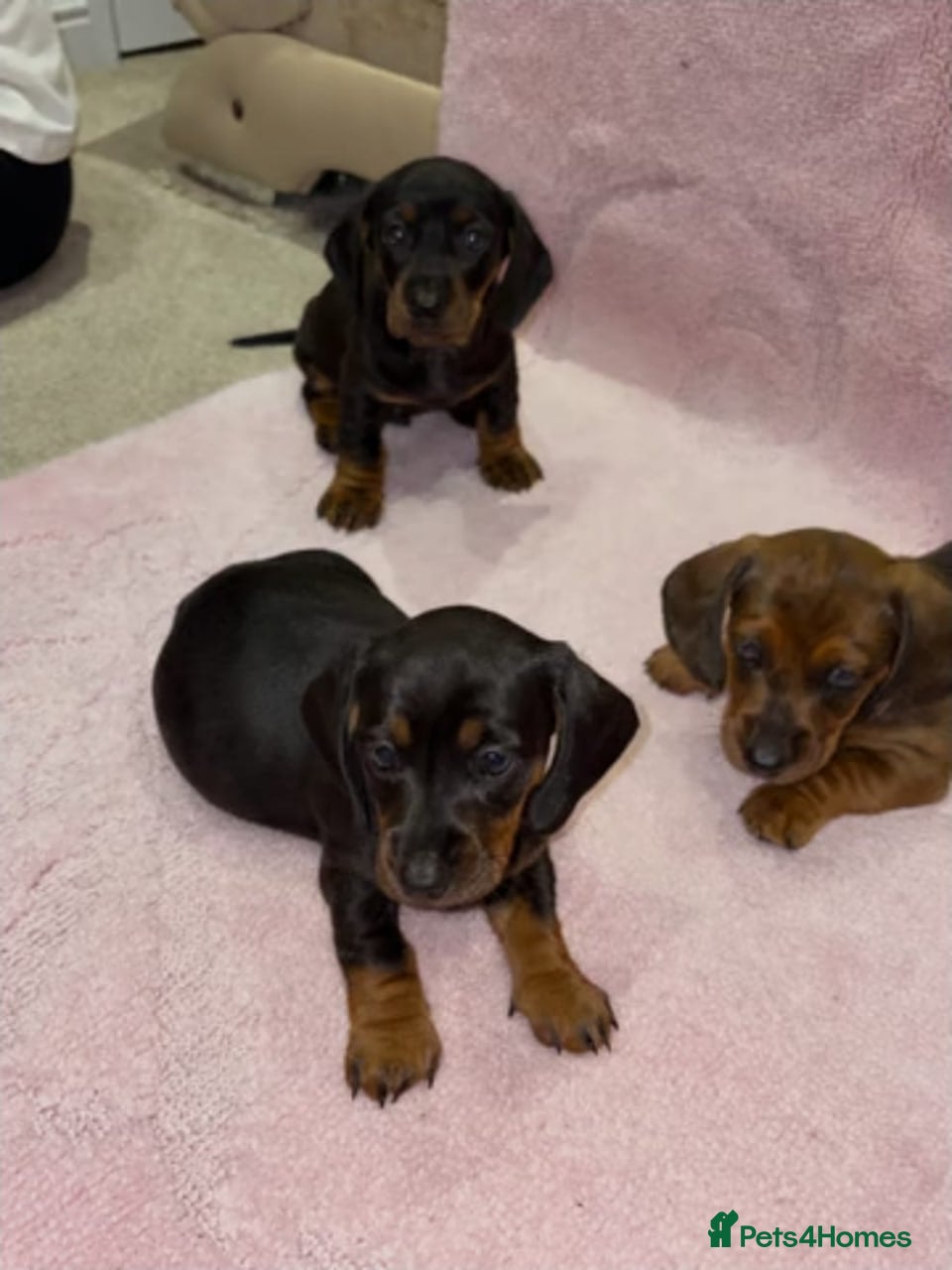 Miniature Dachshund dogs MINIATURE DACHSHUND PUPPIES FOR SALE - Advert 1