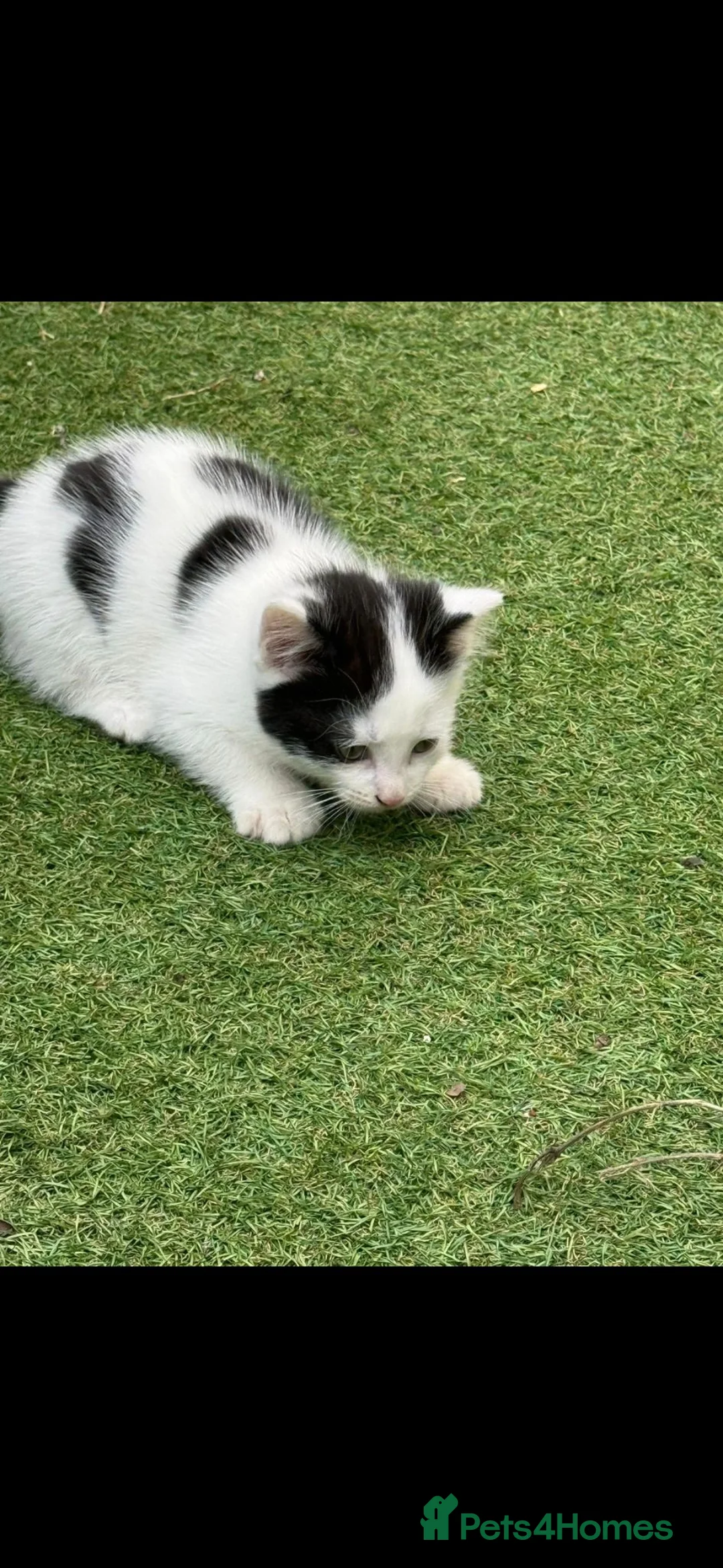 Domestic Shorthair cats for sale: Kittens x5 in Goole - Advert 1