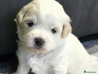 Mixed Breed dogs Beautiful shichon cross cavachon - Advert 6