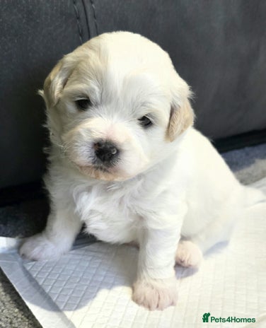 Mixed Breed dogs Beautiful shichon cross cavachon - Advert 5