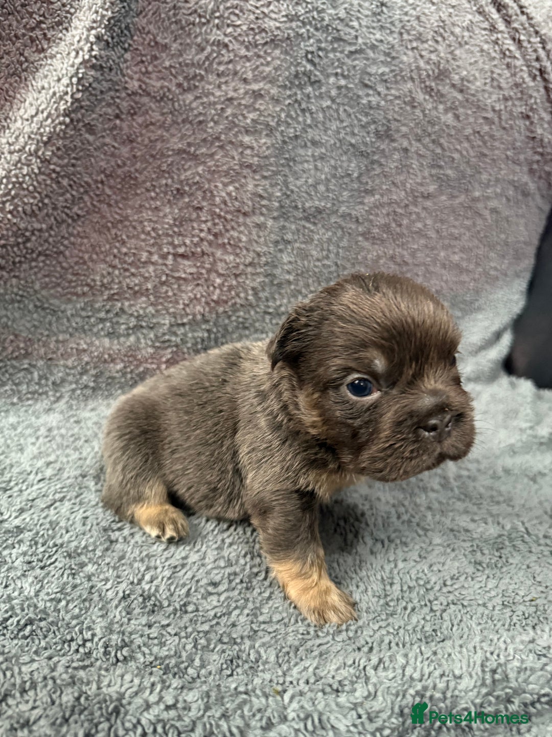 French Bulldog dogs for sale: Lilac & tan fluffies/ **  - Advert 18