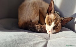 Devon Rex cats for sale: 💖tri colour pedigree female Devon Rex - Image 3