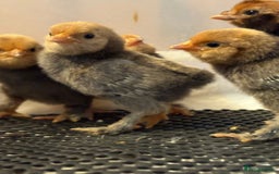 Chickens poultry for sale: Pavlovskya, Barbu D'Uccle and Nankin Chicks - Image 6