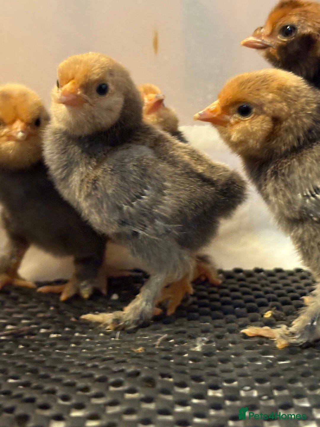 Chickens poultry for sale: Pavlovskya, Barbu D'Uccle and Nankin Chicks - Image 6