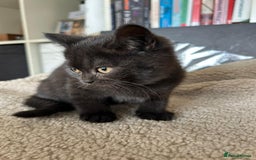 British Shorthair cats for sale: Champion GCCF Black British Shorthair Kittens - Image 1