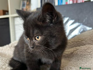 British Shorthair cats - Advert 4