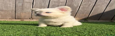 French Bulldog 2