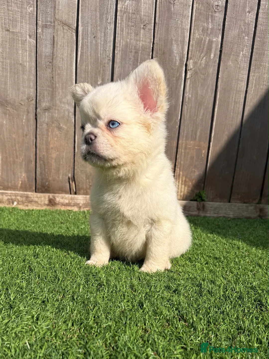 French Bulldog dogs for sale: Beautiful French bulldog pups 🩵 in Maldon - Advert 2