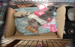 Mixed Breed cats for sale: Beautiful Ragdoll x BSH kittens for sale! - Image 13