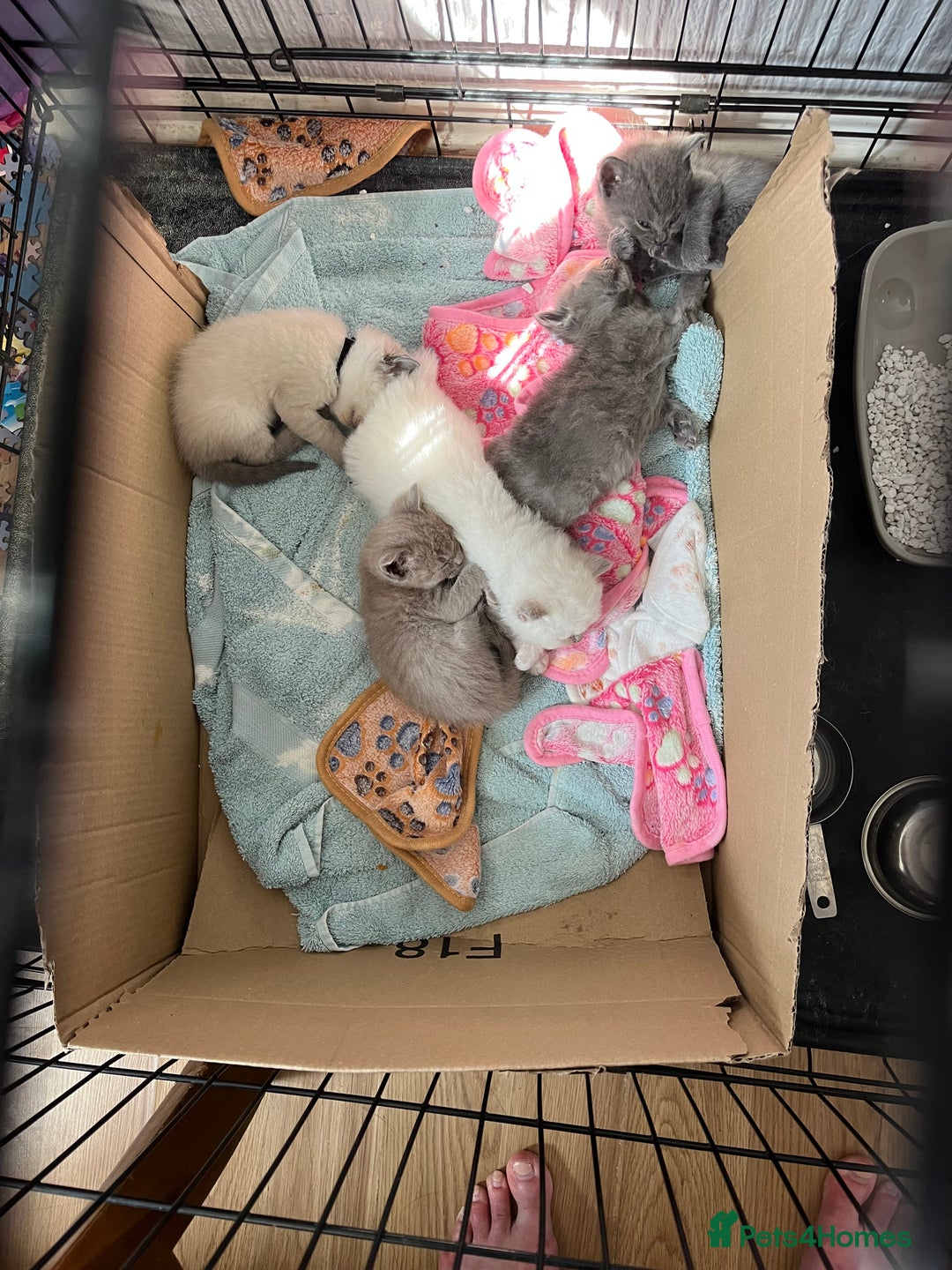 Mixed Breed cats for sale: Beautiful Ragdoll x BSH kittens for sale! - Image 13