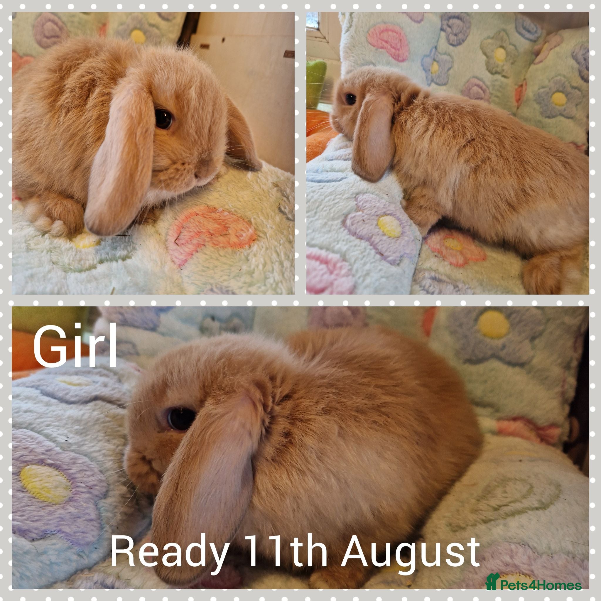 Mini Lop rabbits Mini lop kits  - Advert 16