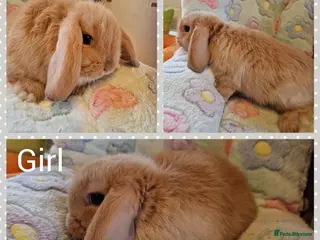 Mini Lop rabbits Mini lop kits - Advert 16