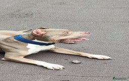 Mixed Breed dogs for sale: Caine corso/ American bully 10 weeks - Advert 20