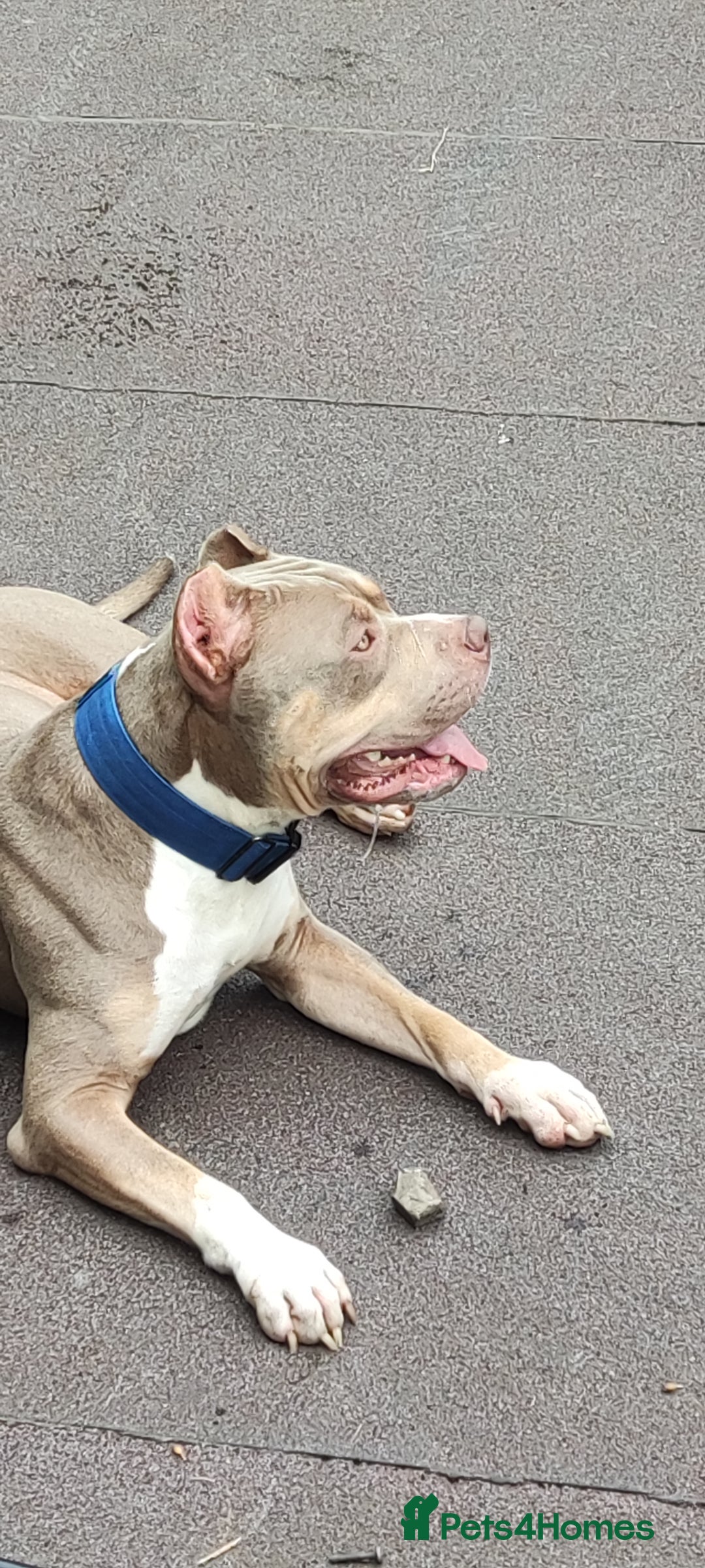 Mixed Breed dogs for sale: Caine corso/ American bully 10 weeks - Advert 20