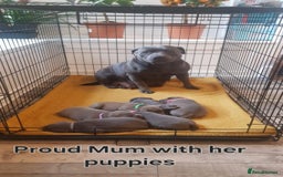 Staffordshire Bull Terrier dogs for sale: Beautiffull KC Staffordshire bull terrier  pups. - Image 2