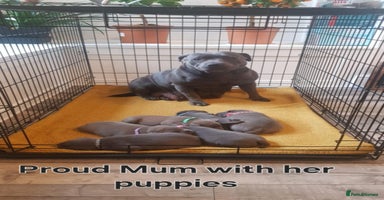 Staffordshire Bull Terrier dogs - Advert 16