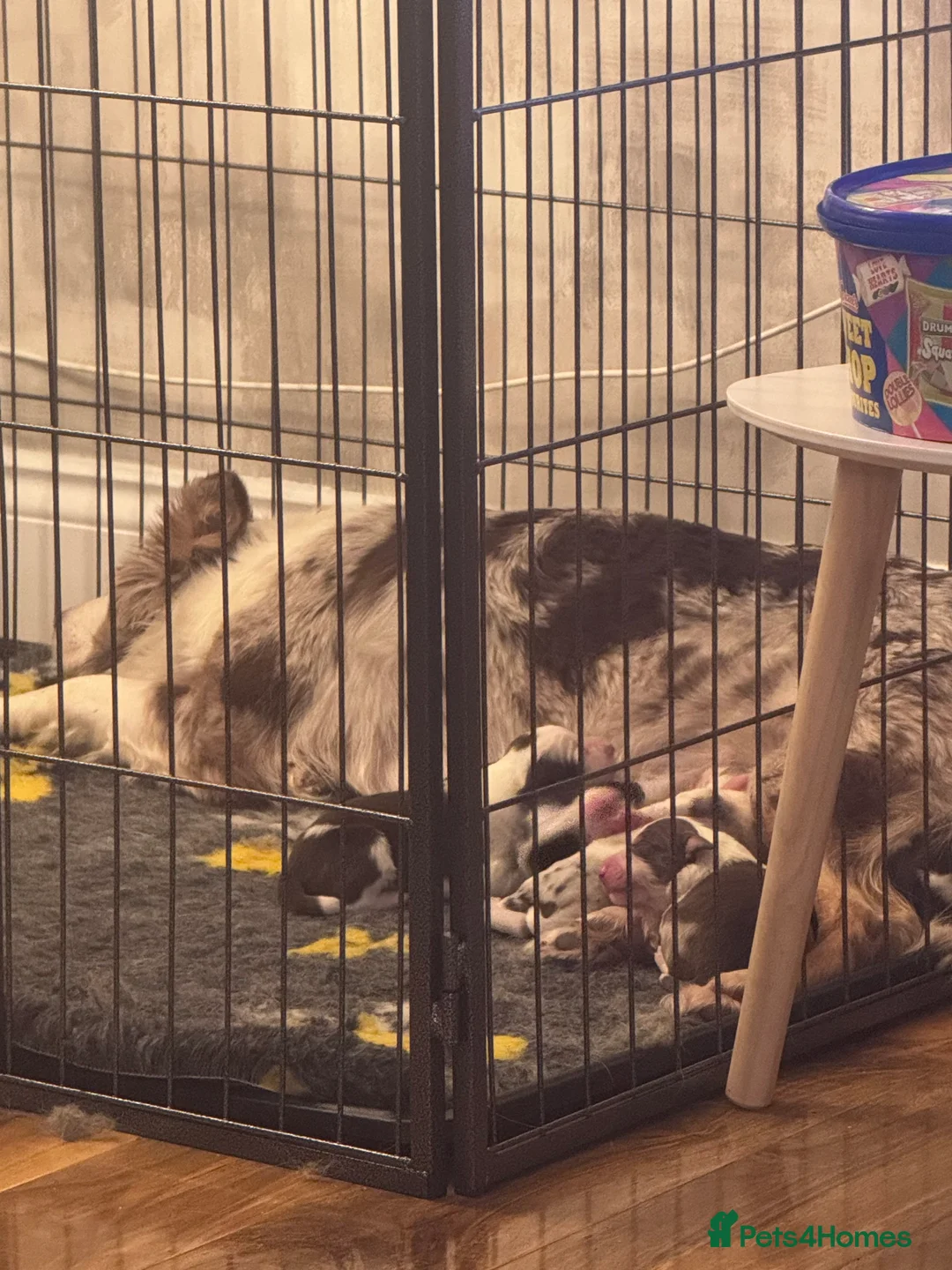 Border Collie dogs for sale: Adorable border collie tri coloured pups - Advert 10