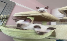 Siamese cats for sale: 🤩🐱Beautiful Siamese kittens for sale🐱⚡️ - Image 18