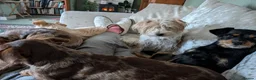 Mixed Breed dogs for sale: Miniature Dachshund x Jack Russell x Yorkshire ter - Advert 8