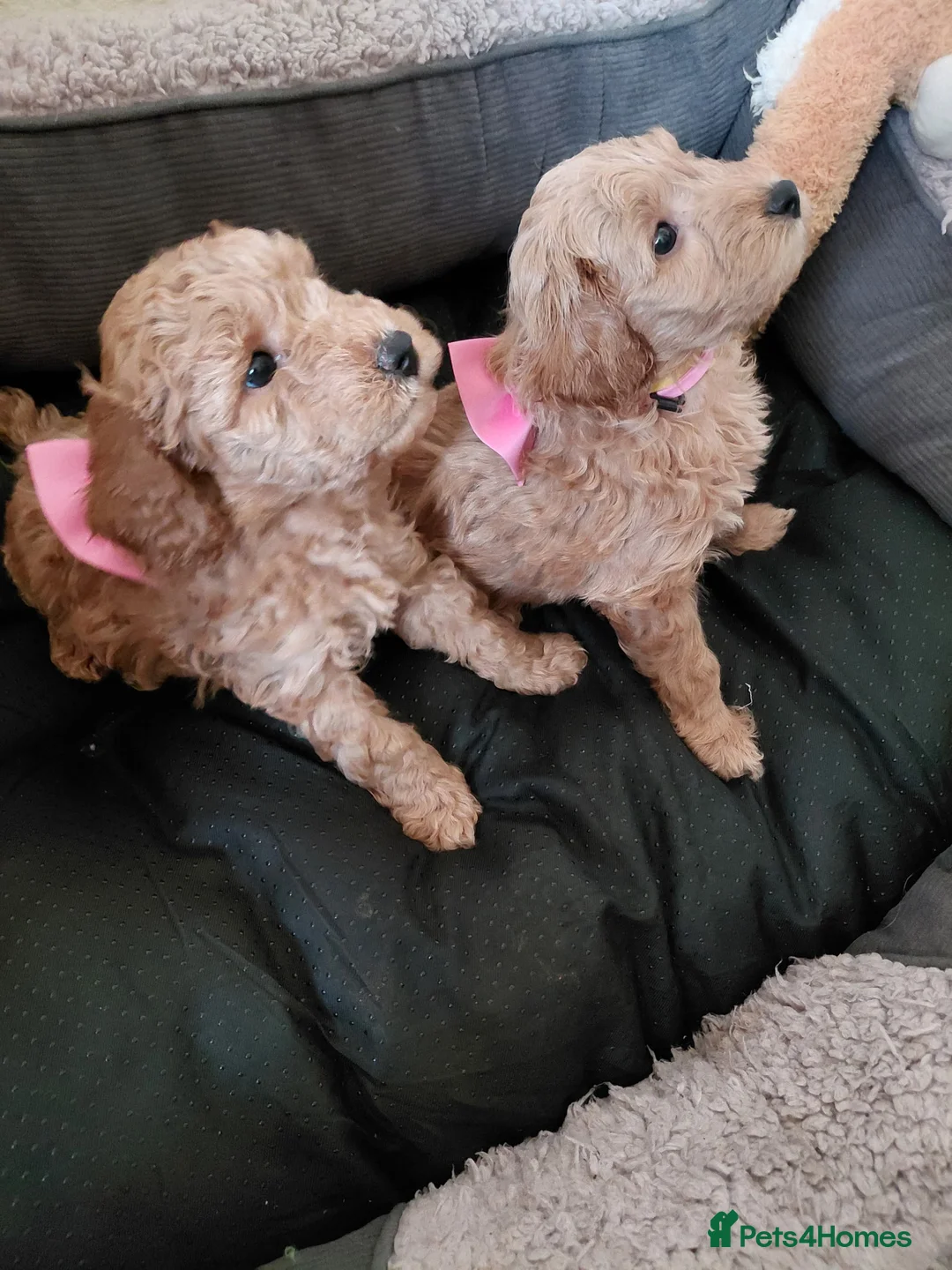 Schnoodle dogs for sale: Beautiful F1B Miniature Schnoodle Puppies  - Advert 1