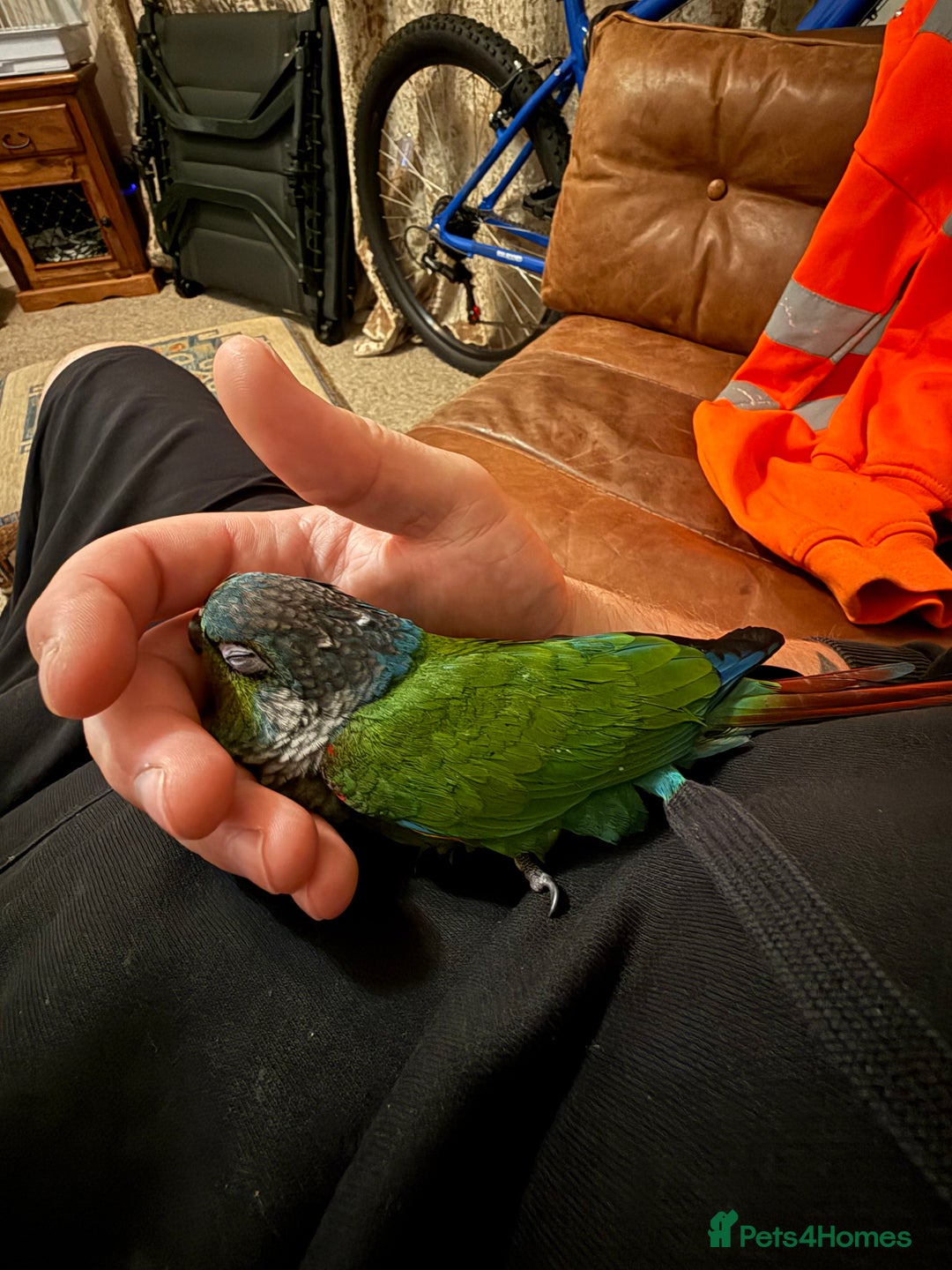Conures birds for sale: Crimson bellied conure - Image 3
