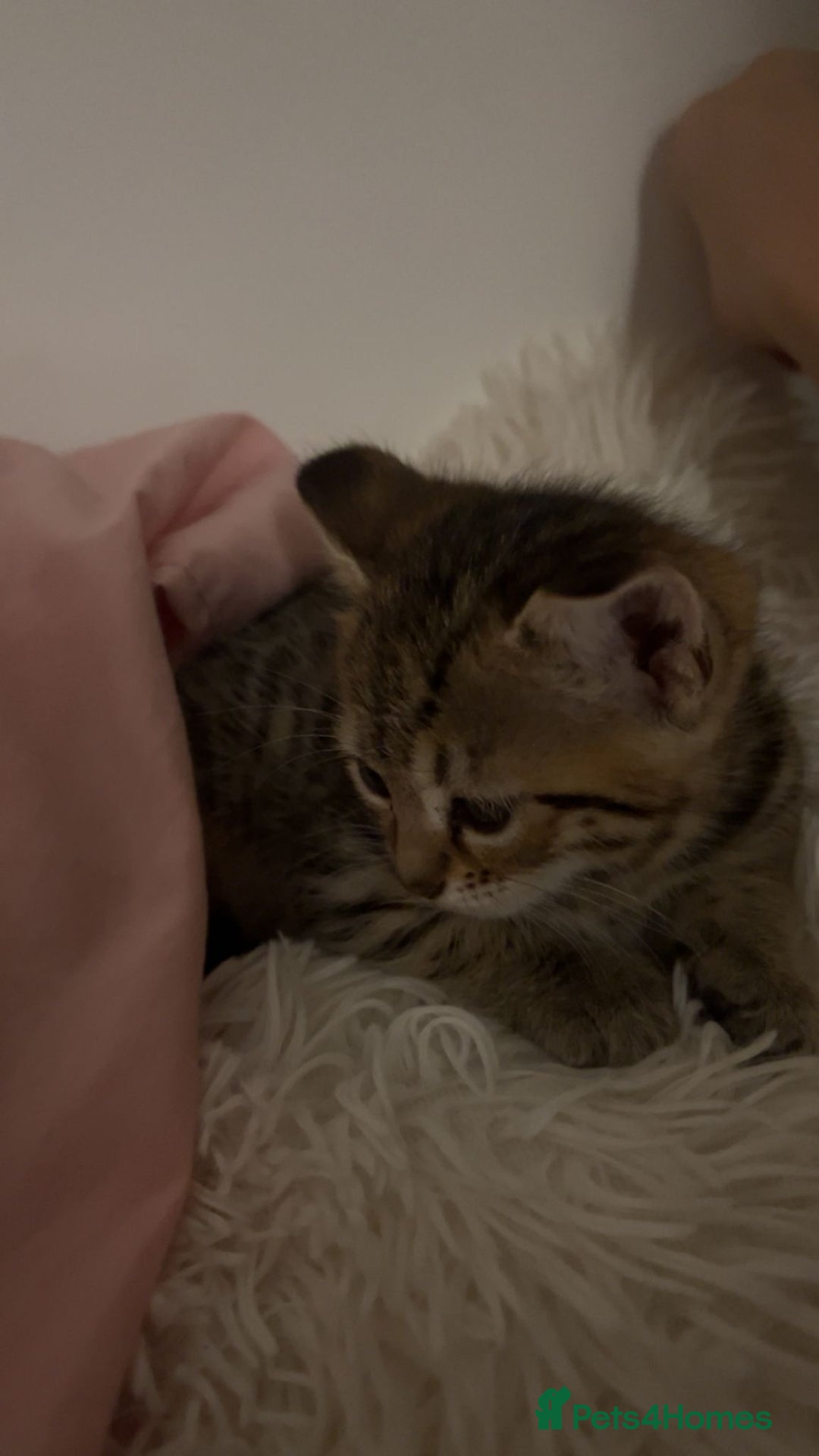 Bengal cats for sale: 1 female bengal kitten left ‼️ - Advert 2