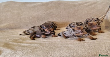 Dachshund dogs - Advert 1