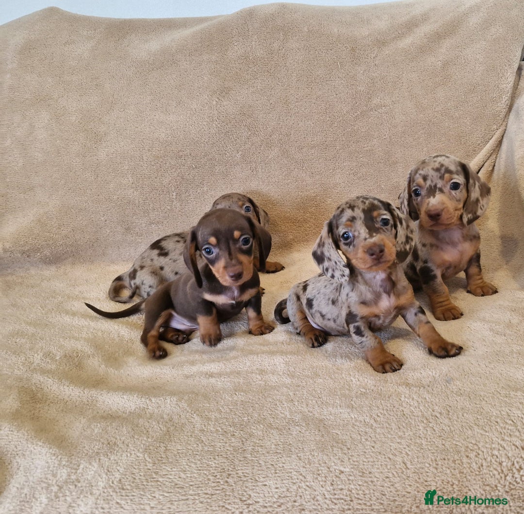 Dachshund dogs for sale: Adorable Dachshunds - Image 2